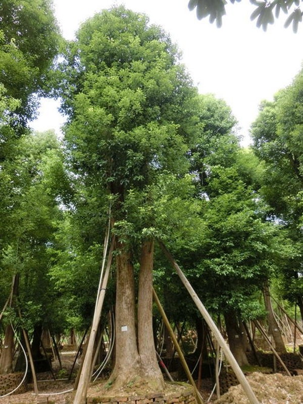香樟树树苗